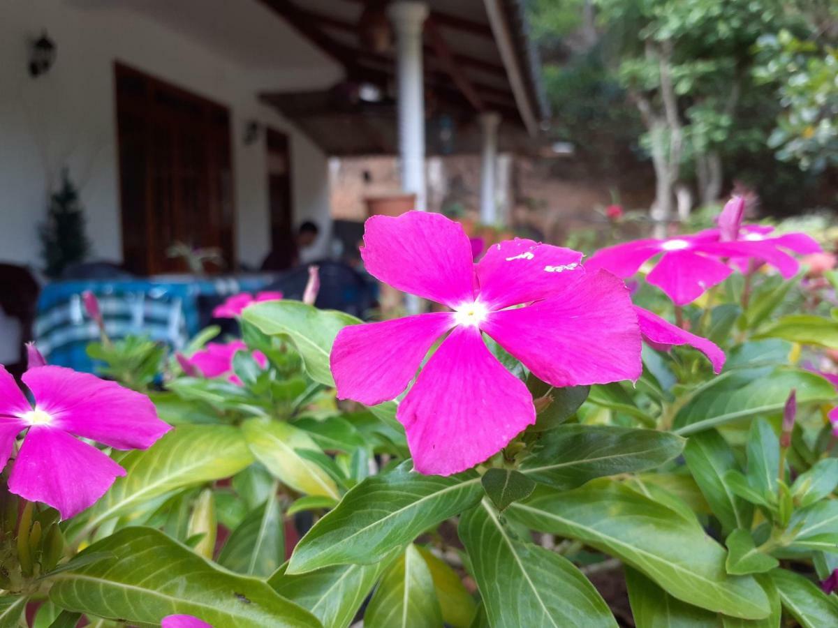 Secret Nest Homestay Ела Екстериор снимка